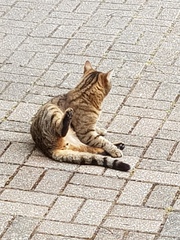 Next door's -thug- cat