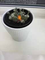 Any cacti/succulent fans about? Plant identification needed please.