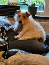Show me your dogs
