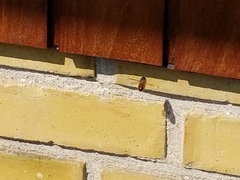 Help! Is this a wasp or bees' nest in our wall