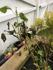 My poor hydrangea... what’s gone wrong?