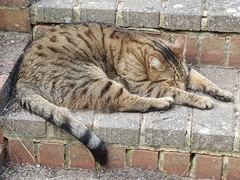 Next door's -thug- cat