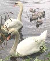 Swagger Inn 161 - Springtime is here so wenches get in the beds to help things to grow