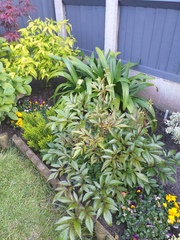 Plant ID please