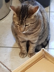 Next door's -thug- cat