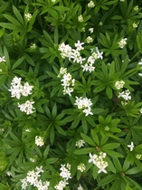 Any Witches Here? Part 8.