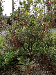 plant ID please