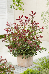 Please suggest plant suitable for pot in full sun?