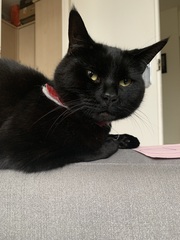 What are the first signs of crazy cat ladyness? (Lighthearted)