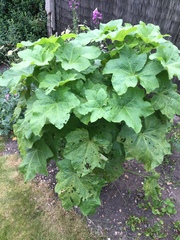 Plant ID