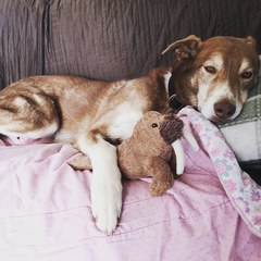 Lurcher- Just the way they are?