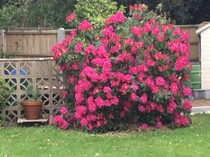 Huge Rhododendron