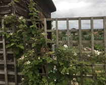 Allotment?Veg Patch Thread 13! Are we weathering the weather?