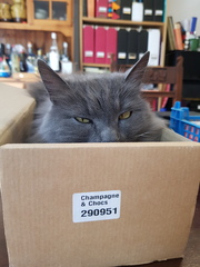What's your DCat up to today? (Thread 7!)