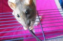 Tell me about having pet rats please.