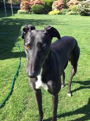 Lurcher- Just the way they are?