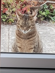 Next door's -thug- cat