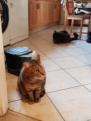 Next door's -thug- cat