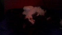 Your cat's favourite baked potato filling - testers here