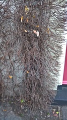 Star jasmine trouble