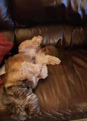 Anyone up? My old boy is ill.