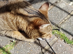 Next door's -thug- cat