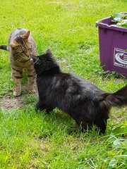 Next door's -thug- cat