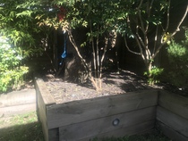 What can I plant on these spaces