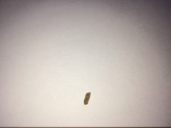 To think this is a sugared mouse poo?