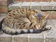 Next door's -thug- cat