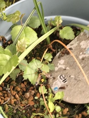 Scary waspy dragonfly thing - please ID