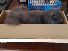 What's your DCat up to today? (Thread 7!)