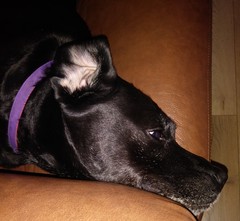 To think it’s not just the owner, sometimes it’s the breed?