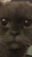 Westminstenders: Has Boris been outmanoeuvred? Reprise