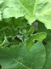 Plant ID