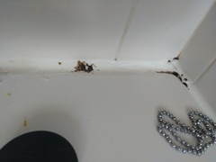 May our houses be uncluttered ...the Fledgling Fly thread.