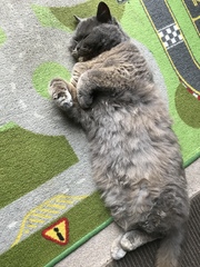 Westminstenders: Lets get on with...