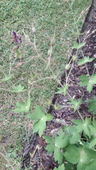 Do I need to prune this back? Dead head it?