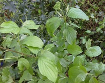 Does anyone know what this plant is?