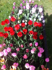 Allotment?Veg Patch Thread 13! Are we weathering the weather?