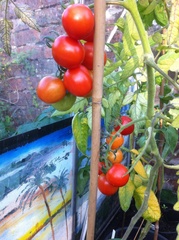 What's wrong with my tomato plant?