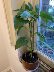 Seedling ID please?