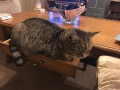 My cat is cheating on his partner.