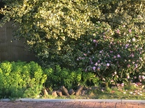Inspiration please for a terraced soggy back garden - for kids and relaxing