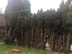 Help with garden. Tree disaster