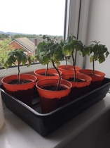 Allotment/Veg Patch Thread 14 ! growing into summer