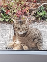 Next door's -thug- cat