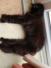 Next door's -thug- cat