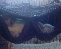 Tell me about having pet rats please.