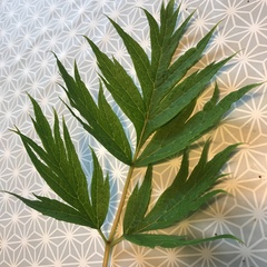 Can't for the life of me ID this plant